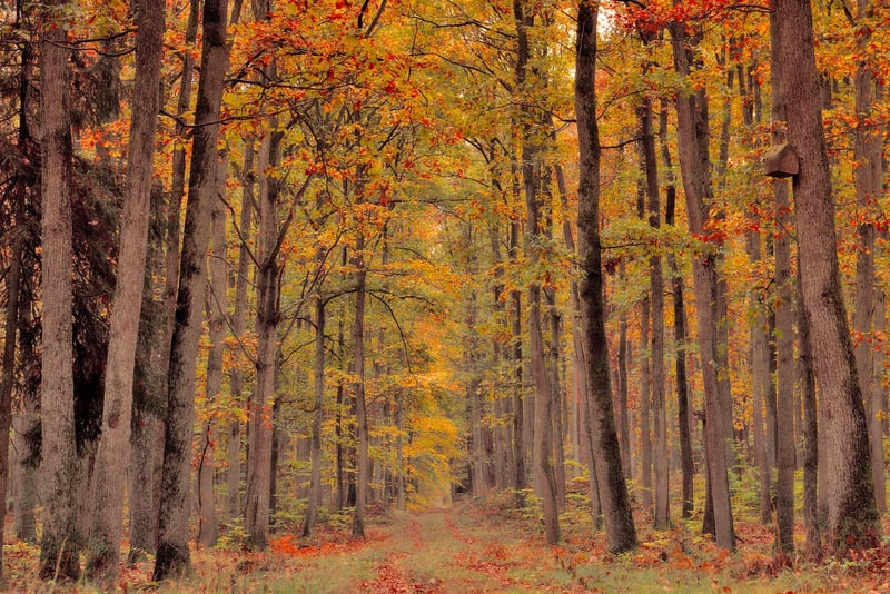 Autumn Decor