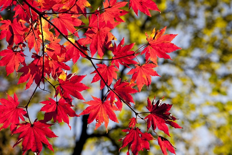 Fall Harvest Festival