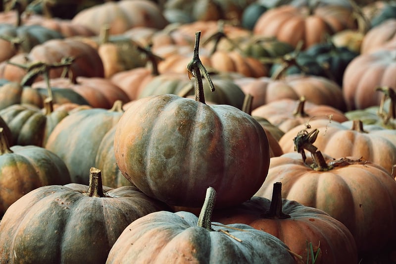 Pumpkin Harvest