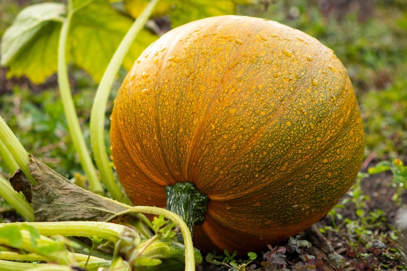Pumpkin Patch